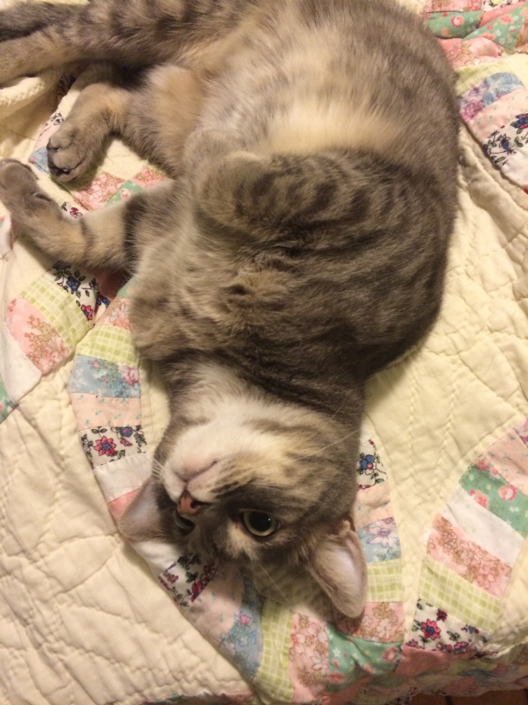 Bad Cat